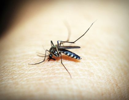 Misure di lotta alle zanzare